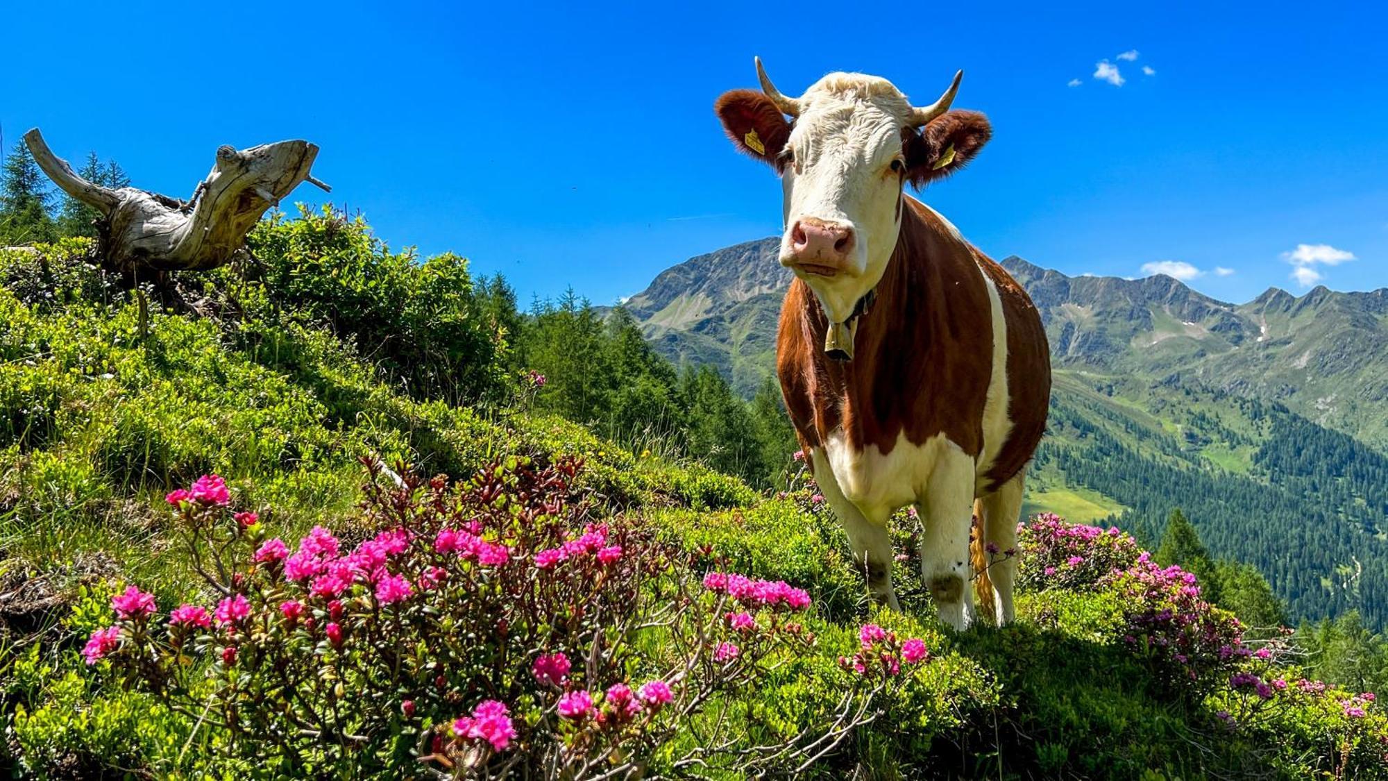 Die Natur Residenz Innervillgraten Eksteriør bilde